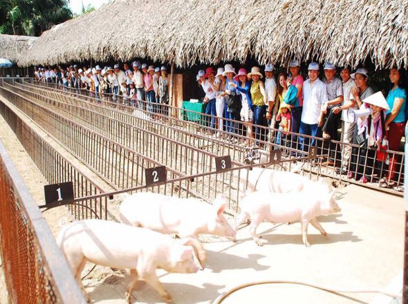 TOUR  CẦN THƠ 1 NGÀY